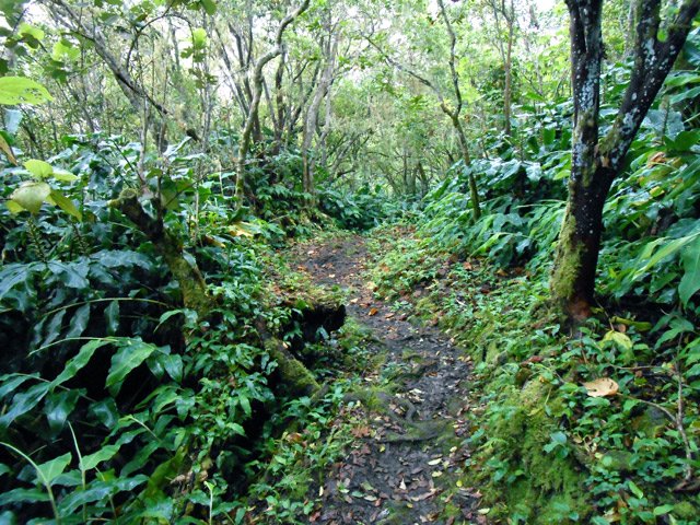 Une portion caillouteuse et glissante du sentier du Contrefort de la Scierie