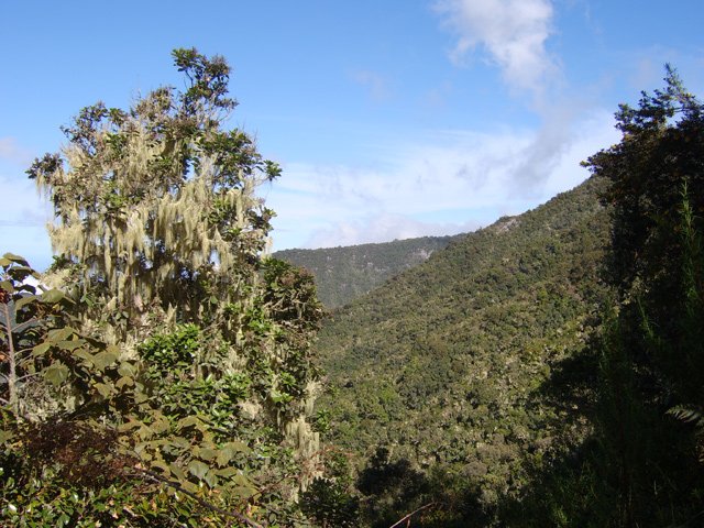 L'humidité favorise l'installation des barbes de Jupiter