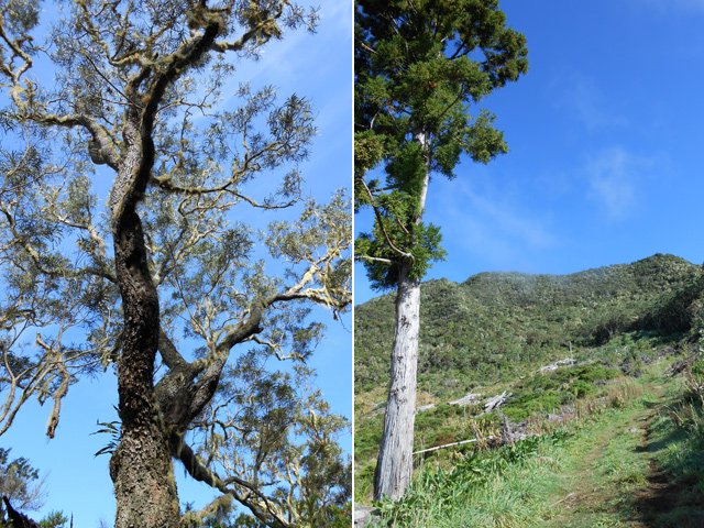 Quelques arbres esseulés