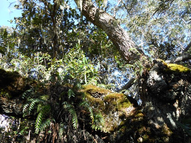 On rencontre de beaux arbres moussus dans cette forêt à 2000 m d'altitude