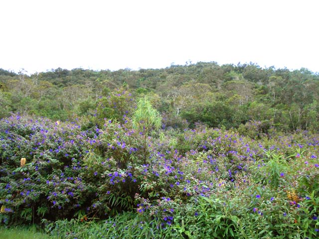 Griffes du diable dans une végétation dense dès le départ sur la RF60