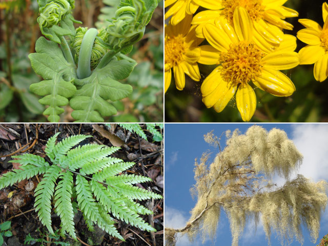 Heureusement il n'y a pas que des longoses