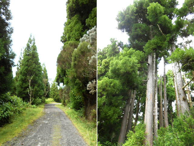Une autre portion dans les grands cryptomerias