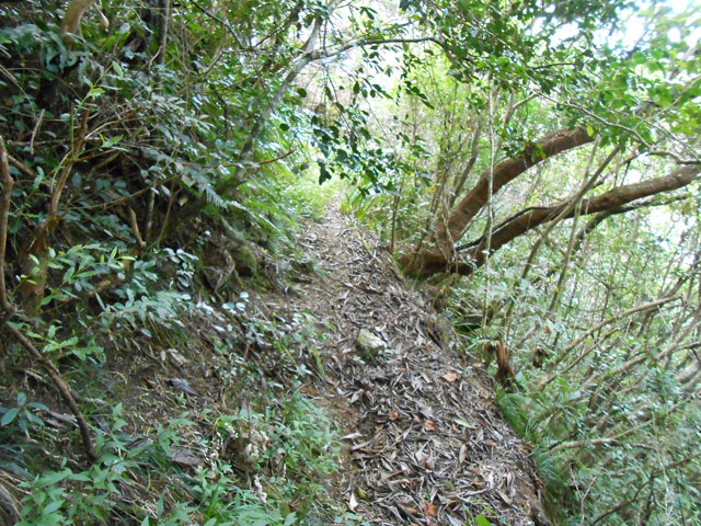 Début du sentier de l'Îlet Marron. Ce ne sera pas toujours aussi facile