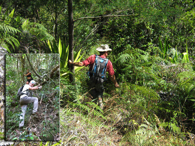Il faut jouer du coupe-coupe pour éviter les griffures. Descente difficile après les bananiers