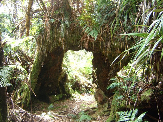 Le sommet et ses racines extraordinaires