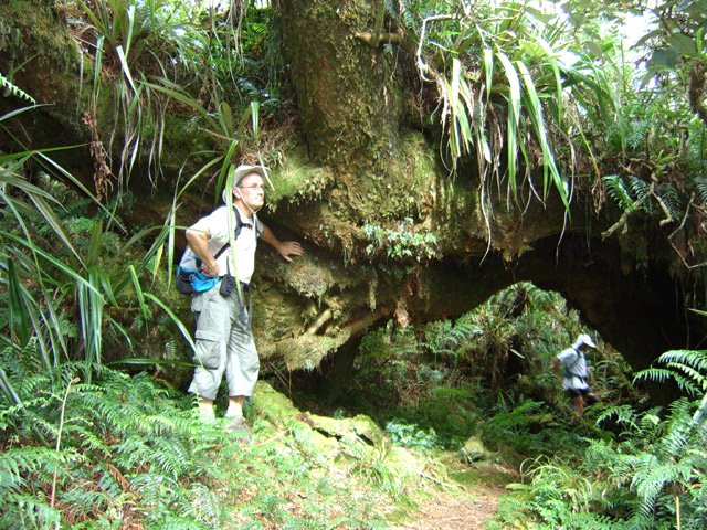 Un magnifique tamarin, couché mais bien vivant