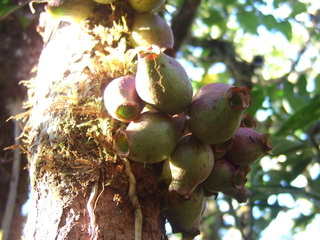 La saison des pommes semble bonne (fruit du bois de pomme)