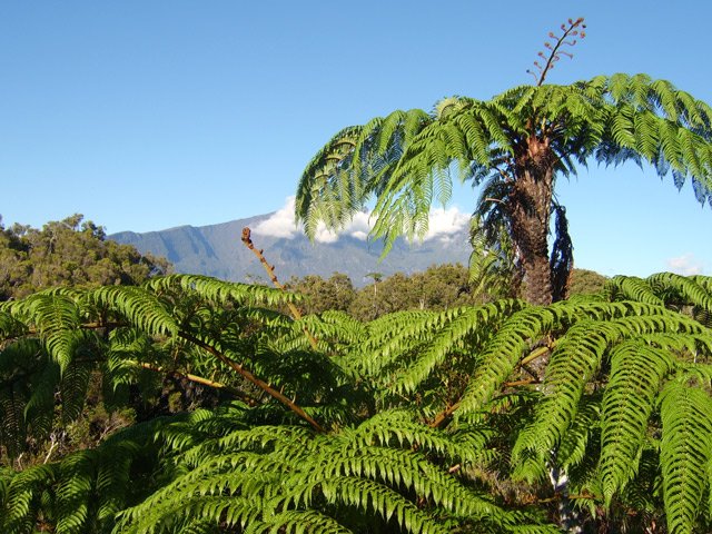 Des centaines de fougères arborescentes dépassent des bois de couelurs