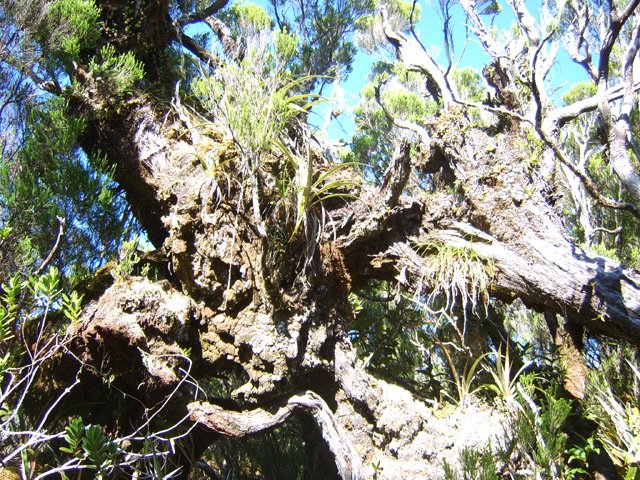 Mousses, orchidées, épiphytes garanties