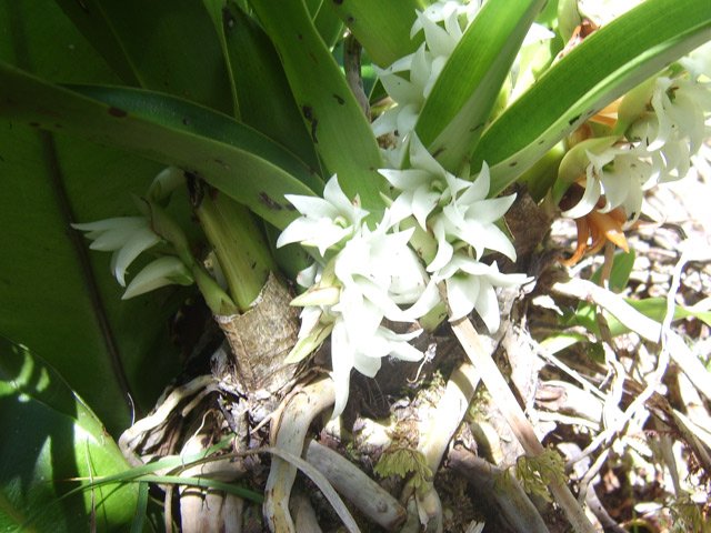 En début d'année, les orchidées sont en fleur pour le plaisir des yeux