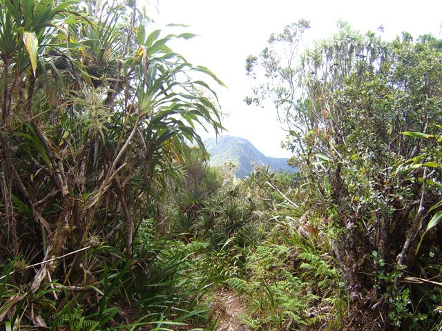 Sentier humide entre cannes marronnes et pimpins