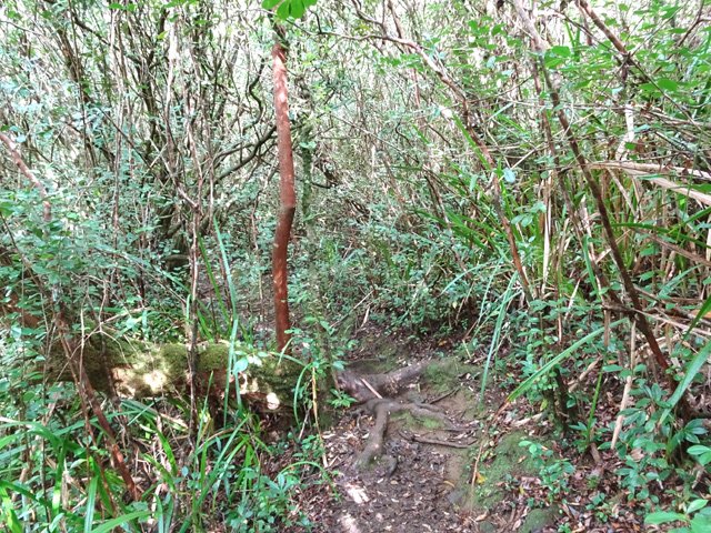 Quelques pierres et racines le long du sentier