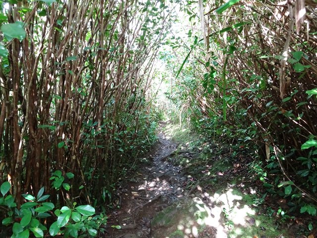 Les goyaviers ont envahi une bonne partie de la forêt