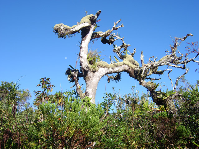 Agréable sculpture, encore vivante, mais pour combien de temps ?