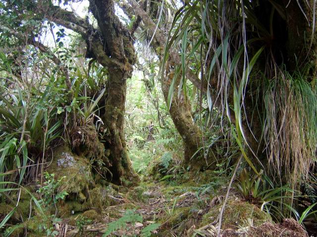 Une portion de sentier sous les bois de couleurs