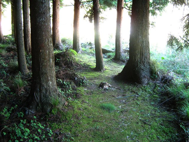 Passage assez sombre entre leurs troncs