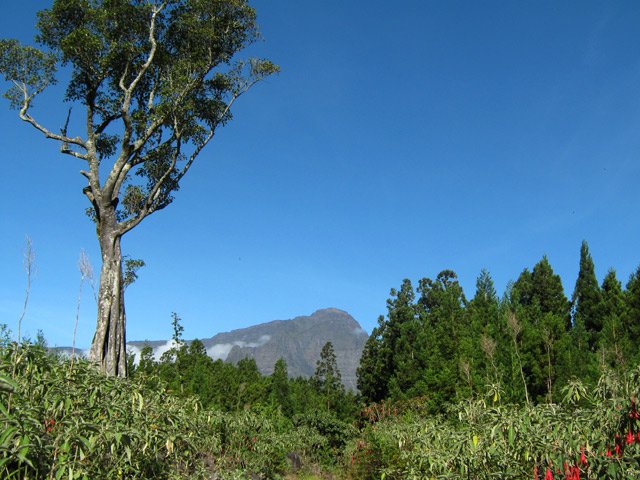 Heureusement, on coupe les cryptomerias mais pas les affouches