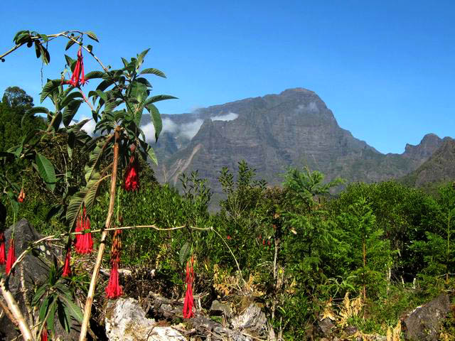 Panoramas sur le Grand Bénare depuis la piste bordée de grands fushias