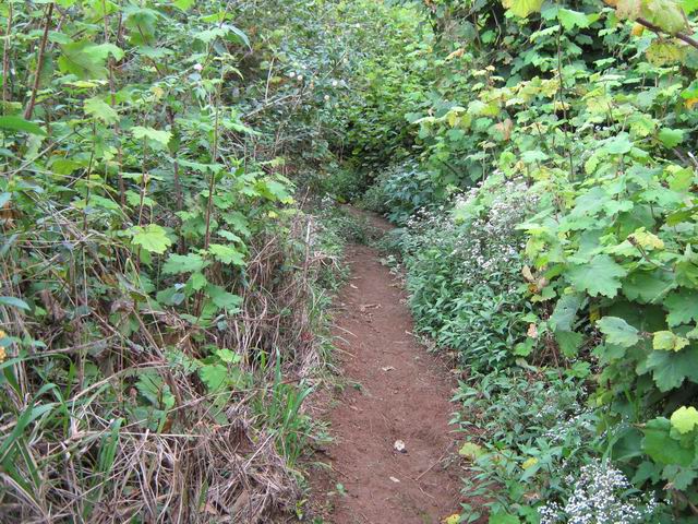 La piste transformée en sentier étroit dans les vignes marronnes