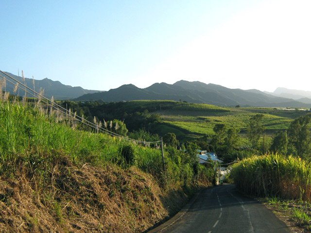 La route Hubert Delisle, bordée de champs de canne