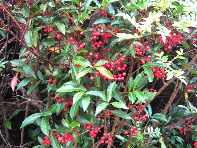 Le sentier de descente est bordé de bois Noël