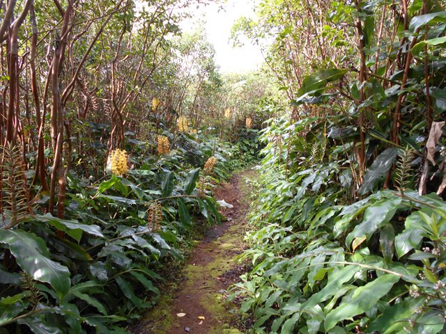 Les longoses cherchent à envahir le sentier
