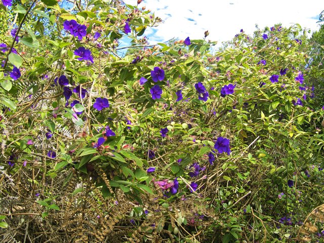 On traverse également des zones recouvertes de lisandras