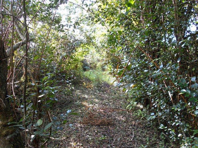 Une portion du sentier bordée de goyaviers