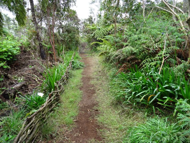 Des zones sont nettoyées des vignes marronnes mais pour combien de temps ?