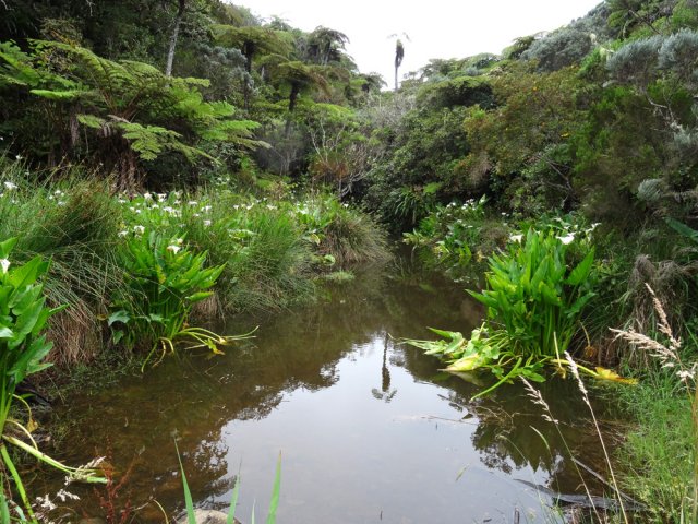 La Mare, entourée de joncs et d'arums