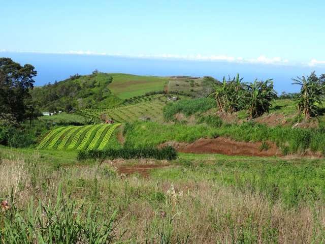 Les cultures vers Piton Bloc et les Hauts de Mont Vert