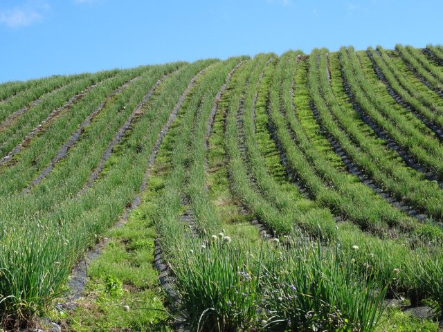 Grande plantation d'oignons