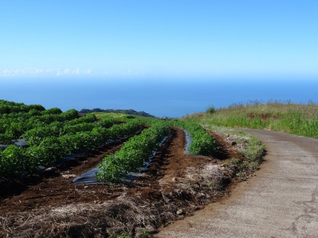 Le Chemin des Acacias, dans les cultures avec beaux panoramas