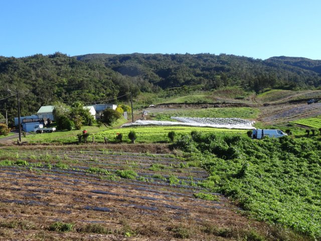 La piste débute à gauche de l'habitation entourée de cultures