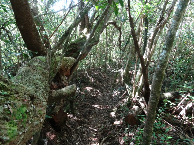 Quelques bois de couleurs caractéristiques mais surtout des goyaviers