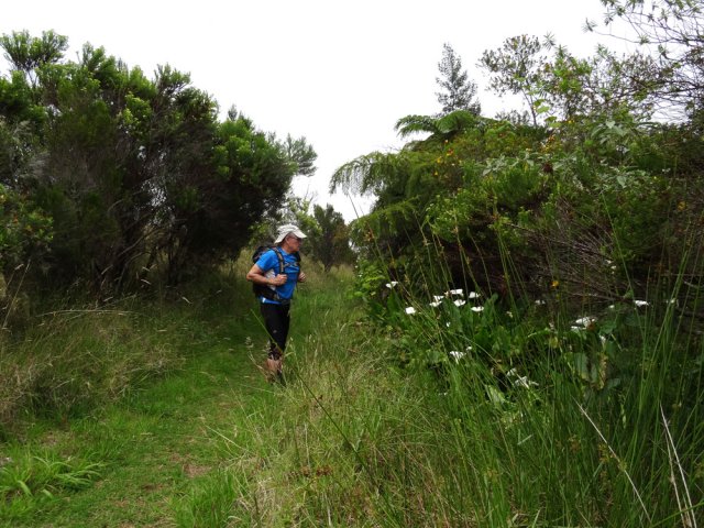 Les arums égaient le paysage des prairies délaissées près de la Mare