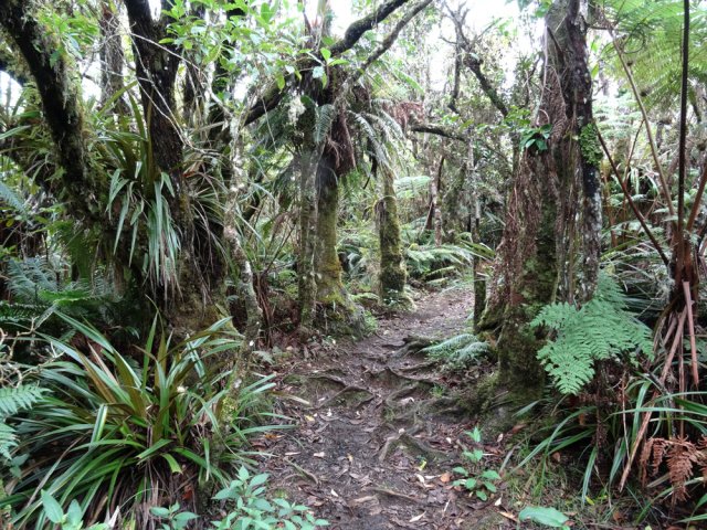 Au pays des épiphytes dans la forêt primaire de Petite Île