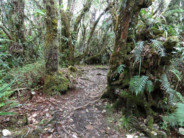 Des racines mais aussi de la boue après les pluies