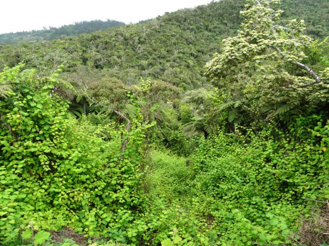 Une idée de ce que sera peut-être La Réunion dans quelques décennies