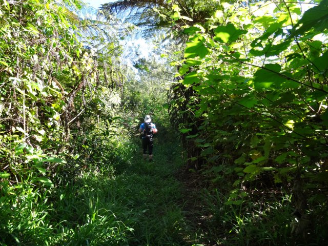 Courte portion assez végétalisée et menacée par les vignes marronnes