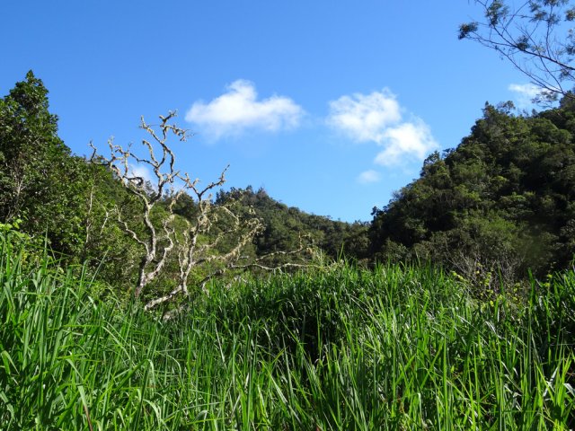 Une idée de la végétation le long de la piste