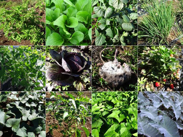 Partout des cultures mais aussi un prédateur