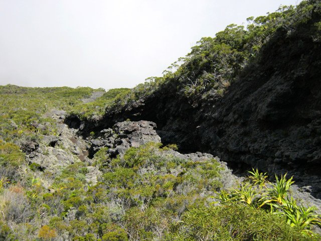 La végétation se rabougrit en se rapprochant de la Plaine des Sables