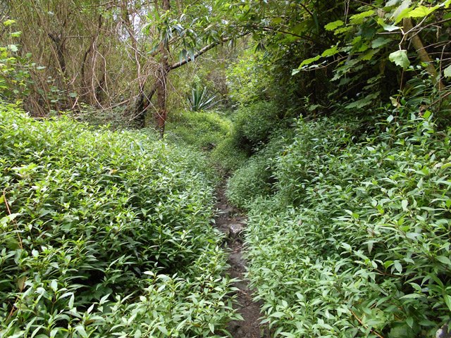 Sentier bordé de jouvences après Grand Galet