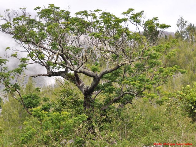 Un arbre à l'approche de la Plaine aux Sables
