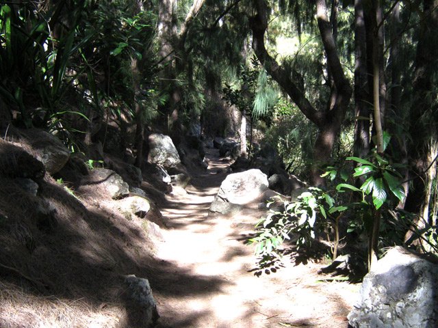 Le sentier sous les filaos pour rejoindre Roche Plate