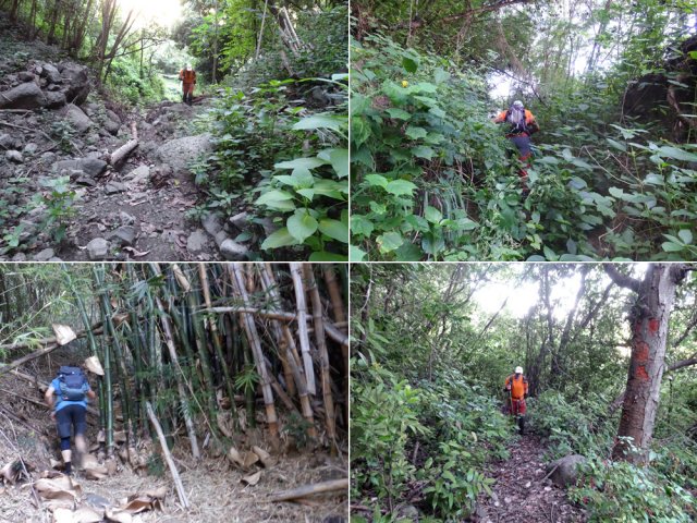 Le sentier de l'Îlet Rolland manque cruellement d’entretien
