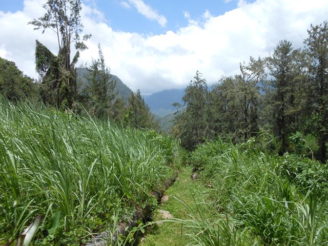 Suivre la canalisation dans les hautes cannes fourragères