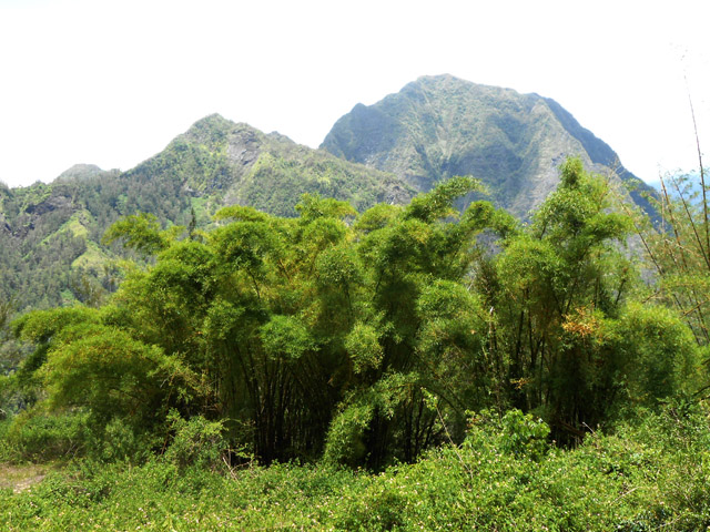 Grosse touffe de bambous comme on en rencontre souvent sur la boucle